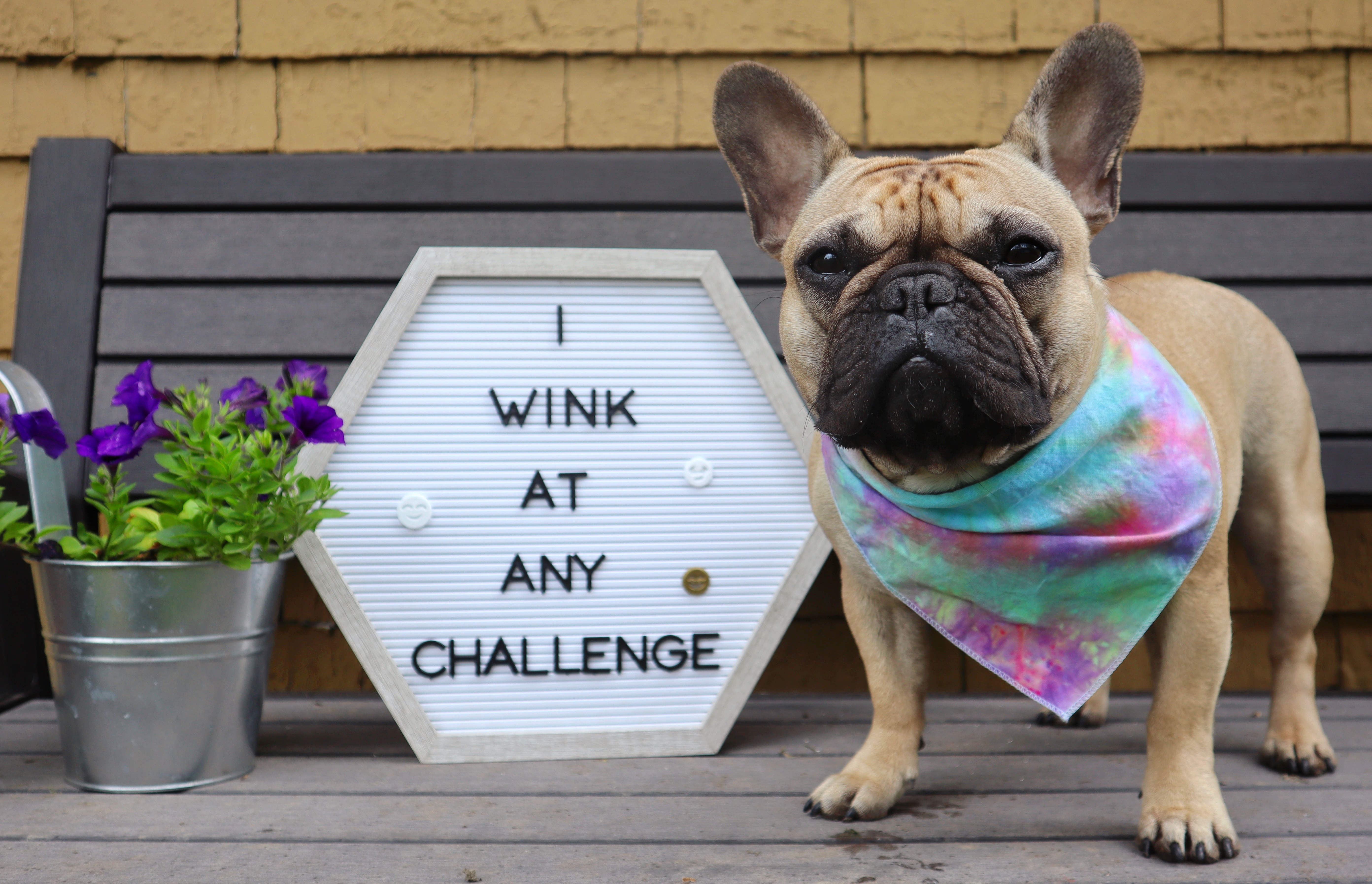 DIY Snuffle Mat for Dogs  Peace, Love, and Frenchie Farts